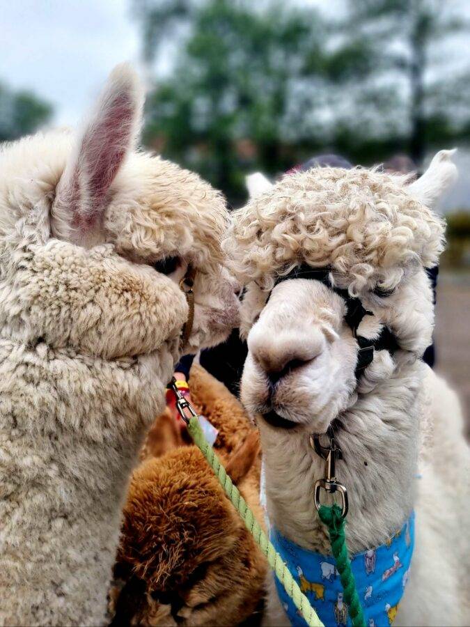 Meet and walk with the Unicorn Alpacas at Castle Quarter