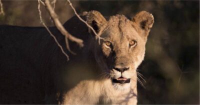 Africa By Night returns to Africa Alive