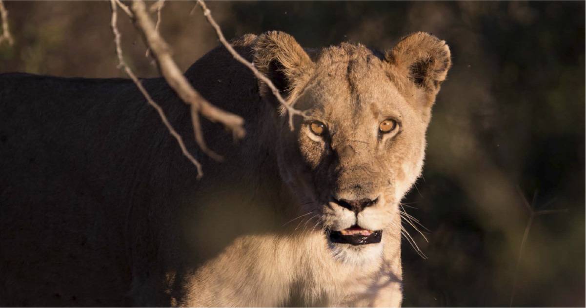 Africa By Night returns to Africa Alive