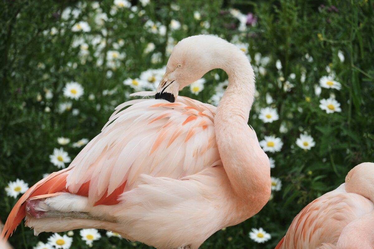 Kids go free this Easter at Banham Zoo