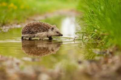 Costessey celebrates hedgehog awareness