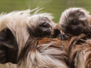 Endangered tamarin twins born at Banham Zoo