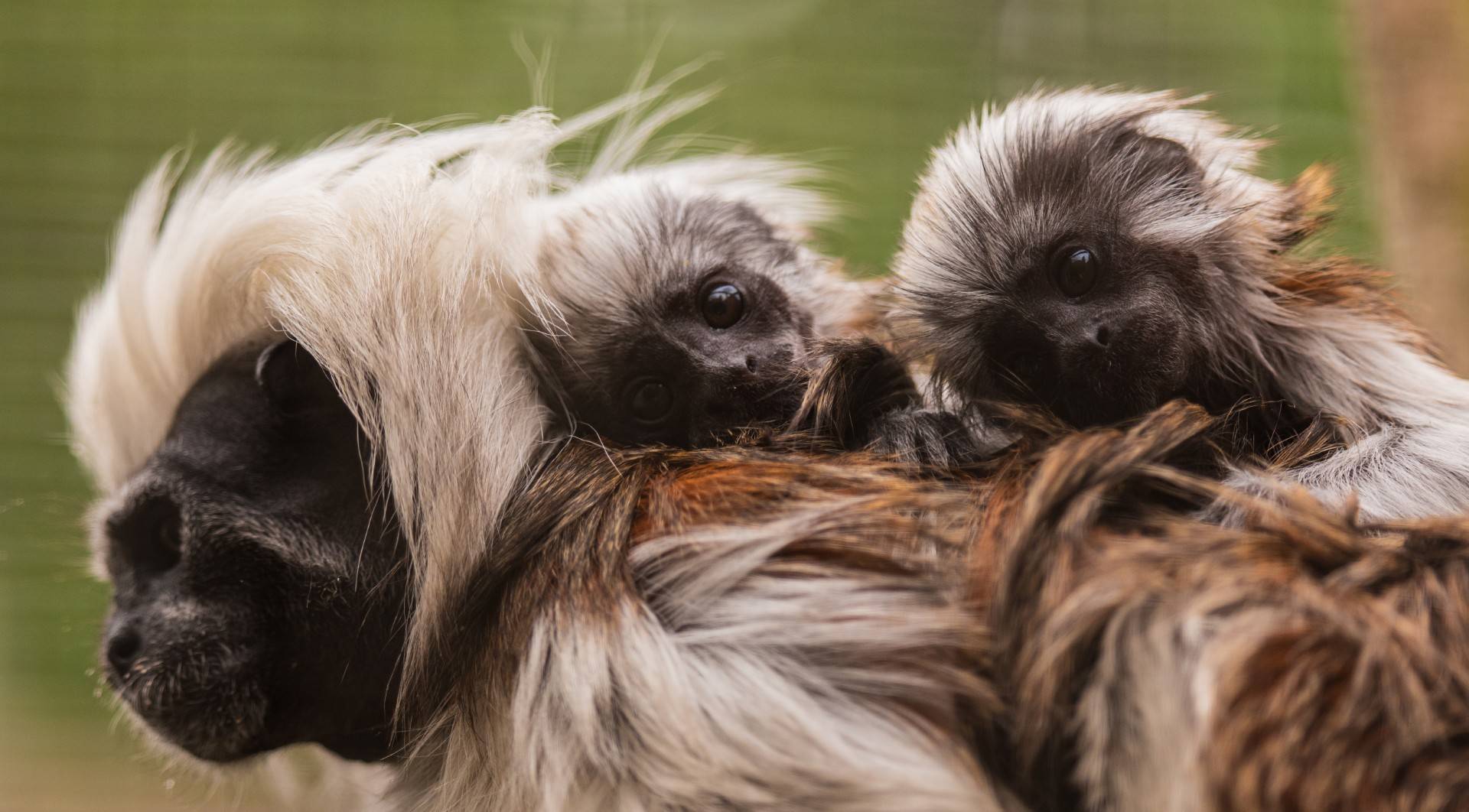 Endangered tamarin twins born at Banham Zoo
