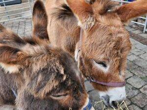 Unicorn alpacas and miniature donkeys return to Castle Quarter