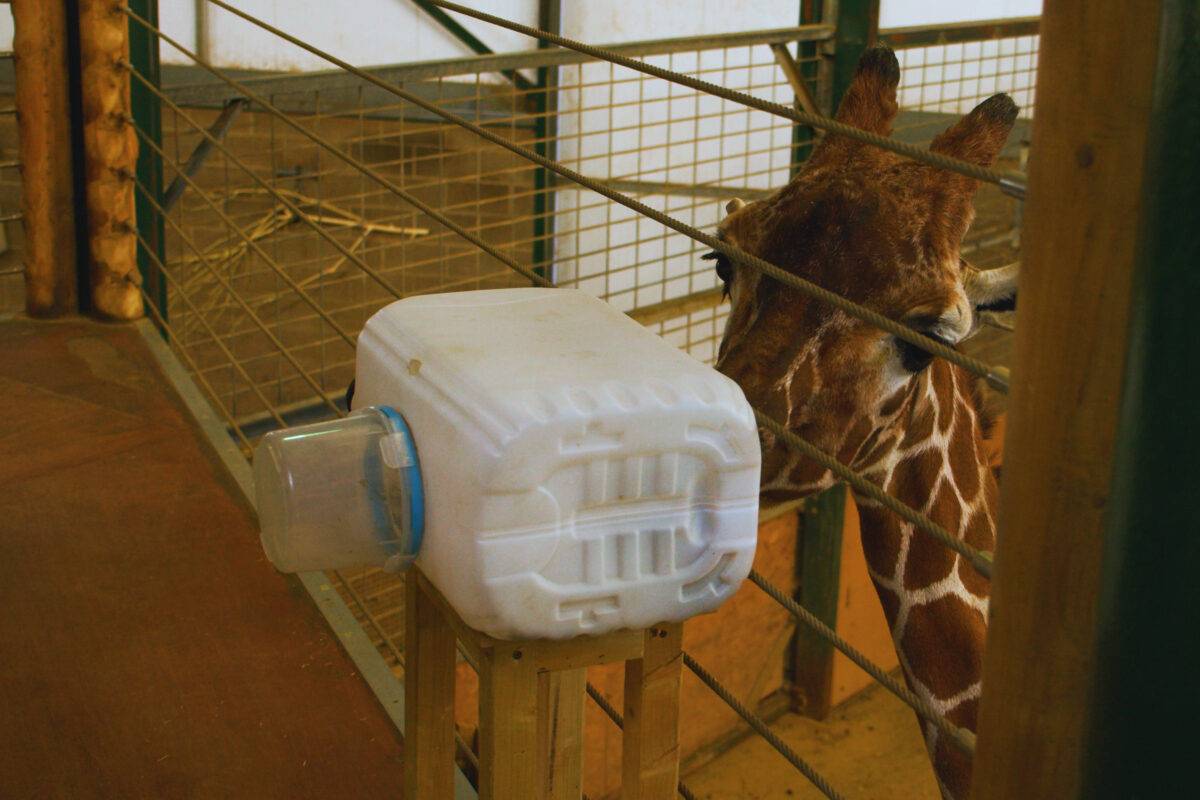 UK first as Mahiri the giraffe learns to use an inhaler