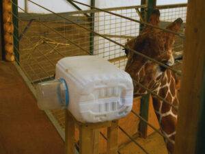 UK first as Mahiri the giraffe learns to use an inhaler