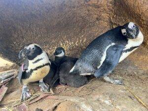 Banham Zoo welcomes endangered penguin chicks